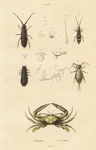Schwimmkrabbe und Springschwänze