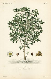 Teebaum oder Teepflanze, Camellia sinensis, Thea sinensis