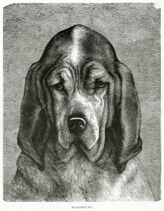 Der Bluthund. 1902 (Lithografie) von Unknown