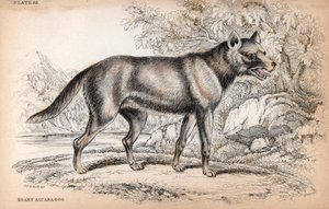 Der Chenu-Fuchs oder Brasilianischer Fuchs, Lycalopex vetulus - Lithographie von Colonel Charles Hamilton Smith zur Illustration von „Naturalist