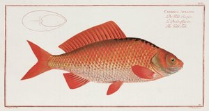Der Goldfisch