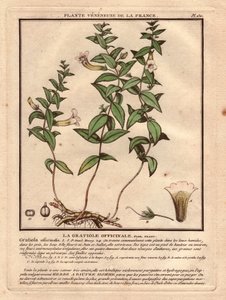 Die Gratiola officinale (Gratiola officinalis). Giftige Pflanze, Beschreibung der Pflanze, Stängel, Blätter, Blüten und Wurzeln. Details von Kelch, Stempel und Kapsel. Farbradierung aus dem 18. Jahrhundert, im Herbier de la France (1780-1793) von Unbekannter Künstler