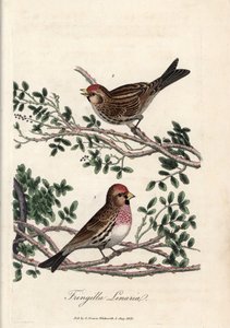 Der Sizerin oder kleine Linotte. Farbige Kupferstich von George Graves in British Ornithology von Unbekannter Künstler