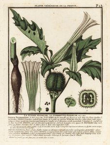 Stechapfel, Datura stramonium