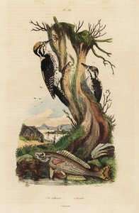 Dreizehenspecht, Picoides tridactylus, und Picarel, Spicara smaris