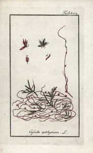 Thymian-Seide oder Kleinblütige Seide (Cuscuta epithymum). Lithographie aus „Afbeelding der Artseny-Gewassen“ von Johannes Zorn (1739-1799), Niederlande