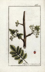 Tomentose (Elaphrium tomentosum). Lithographie aus „Afbeelding der Artseny-Gewassen“ von Johannes Zorn (1739-1799), Niederlande von Unbekannter Künstler