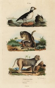 Ceylon-Makak, Rhesusaffe und Papageientaucher