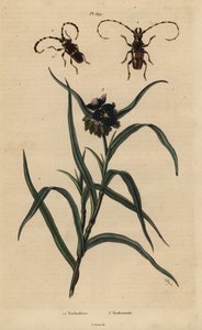 Trachyderes succinctus 1, Trachyderes mandibularis 2 und Virginische Dreimasterblume, Tradescantia virginiana 3 von Unbekannt