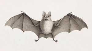 Dreizack-Hufeisenfledermaus, Fledermäuse in Ägypten