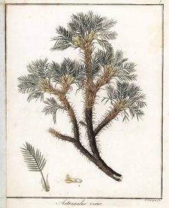 Echter Astragalus - Lithographie von F. Guimpel, entnommen aus der medizinischen Botanik von Friedrich Gottlob Haynes (1763-1832), Berlin von Unbekannter Künstler
