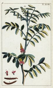 Echter Indigo, Indigofera tinctoria von Unbekannter Künstler