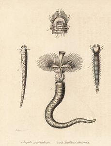 Röhrenwurm, Serpula vermicularis (Serpula contortuplicata), und Fächerwurm, Amphictene auricoma (Amphitrite auricoma). Handkolorierte Lithographie von Gebhart nach einer Illustration von Zehner aus Georg Friedrich Treitschkes Galerie der Naturgeschichte, N von Unbekannter Künstler