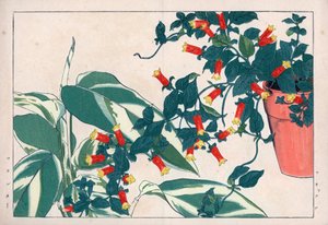 Zweifarbige Manettie im Topf und Dicadame oder Kraut mit Pfeilen. Feuerwerksrebe, Manettia bicolor, in einem Blumentopf und Pfeilwurz, Maranta arundinacea. Handkolorierter Holzschnitt aus Konan Tanigamis „Seiyou Sokazufu“ (Bildalbum westlicher Pflanzen) von Unbekannter Künstler