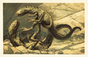 Zwei kämpfende Dryptosaurus aquilunguis. 1908 (Lithografie)
