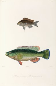 Zwei Fischarten, Schwarzes Meer
