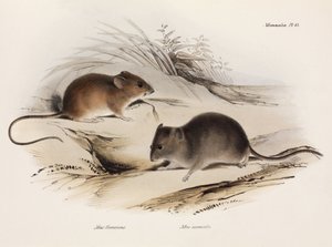 Zwei Arten von Mäusen, Südamerika, ca. 1832-1836 von Unbekannt