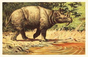Uintatherium anceps, ausgestorbenes pflanzenfressendes Säugetier des Eozäns. 1908 von Unbekannter Künstler