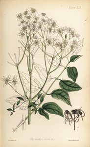 Aufrechte Waldrebe, Clematis recta (Clematis erecta). Handkolorierte Lithographie von Henry Sowerby aus Edward Hamiltons Flora Homeopathica von Unbekannter Künstler