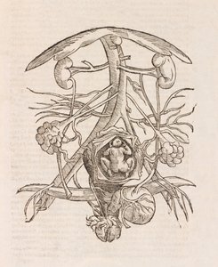 Uterus mit einem Fötus
