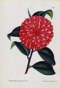 Hybride Kamelien, genannt Caprioli, mit roten Blüten, gestreift mit Weiß (Illustration von P. de Pannemaeker, Lithographie von L. Stroobant, aus L