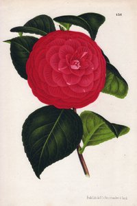 Hybride Kamelien, genannt Marchesa Davia, mit roten Blüten, durchzogen mit Karmesinrot (Chromolithographie von P. de Pannemaeker, aus L