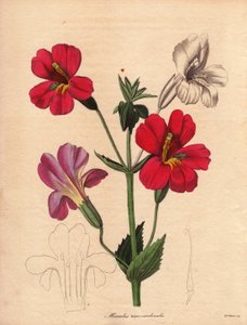 Varietät des Mimulus (Mimulus roseo cardinalis). Illustration von Augusta Innes Withers in The Botanist, Serie von Benjamin Maund von Unbekannter Künstler