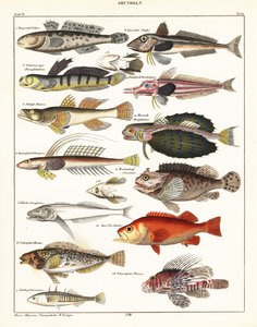 Verschiedene Fische von Unbekannter Künstler