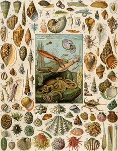 Verschiedene Molluskenarten, mit Jakobsmuscheln, Muscheln, Schnecken und Tintenfischen. Lithographie des 19. Jahrhunderts.