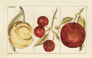 Verschiedene Orangen