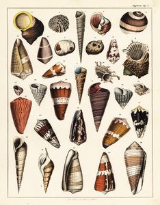 Verschiedene Muscheln, Mollusken, 1841 (Lithographie)