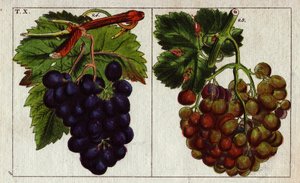 Verschiedene Trauben: weiße und schwarze