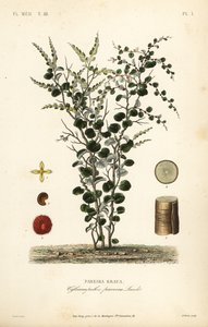 Samtblatt, Cissampelos pareira