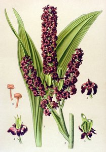 Giftige Pflanze: Schwarzer Germer (Veratrum nigrum) von Unbekannter Künstler