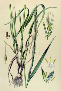 Giftige Pflanze: Taumel-Lolch (Lolium temulentum)