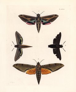 Wein-Sphinxmotte, Eummorpha vitis 1, Traurige Sphinx, Enyo lugubris 2, Tersa-Sphinx, Xylophanes tersa 3, und Gestreifte Sphinx, Proambulyx strigilis 4. Handkolorierte Lithographie aus John O. Westwood