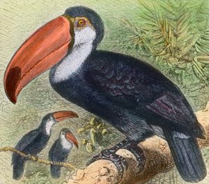 Besuch einer Vogelabteilung im zoologischen Garten von Unbekannter Künstler