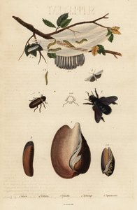Volute, Käfer, Zimmererbiene und Motte