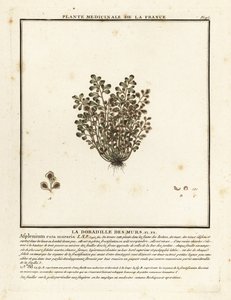 Mauerraute, Asplenium ruta-muraria von Unbekannter Künstler