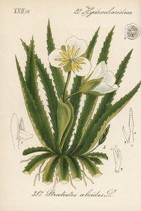 Wasseraloe - Wassersoldat, Stratiotes aloides. Handkolorierte Lithographie aus Diederich von Schlechtendals Deutsche Flora (Flora von Deutschland), Jena von Unbekannter Künstler