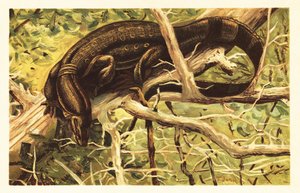 Wasserwaran, Varanus salvator. 1908 (Lithografie) von Unbekannter Künstler