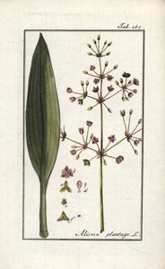 Froschlöffel (Alisma plantago-aquatica). Lithographie aus „Afbeelding der Artseny-Gewassen“ (Herbarium der Heilpflanzen) von Johannes Zorn (1739-1799), Niederlande