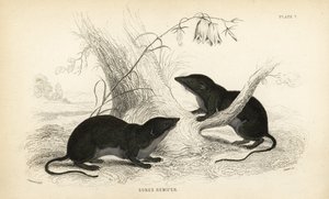 Wasserspitzmaus, Neomys fodiens. Handkolorierter Stahlstich von Lizars nach einer Illustration von James Stewart aus William Jardines Naturbibliothek, Edinburgh