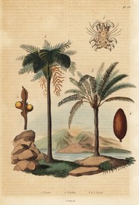 Wal-Laus, Cyamus ovalis 1, Westindischer Baumfarn, Cyathea arborea 2, und Japanische Sagopalme, Cycas revoluta 3-5