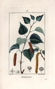 Weißbirke oder Warzenbirke - Gravur von Lambert fils, nach einer Zeichnung von Pierre Jean Francois Turpin (1775-1840), aus „La flore medicale, de Chaumeton, Poiret et Chamberet“, Paris 1830 - Hängebirke, Betula pendula, mit Blatt, Kätzchen und Samen von Unbekannter Künstler