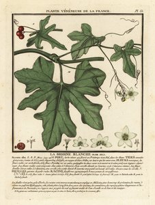 Weiße Zaunrübe, Bryonia alba von Unbekannter Künstler