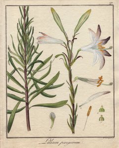 Weiße Lilien. Farbige Kupferstich, in Botanique Medicinale (veröffentlicht in Berlin, Deutschland)