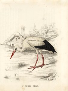 Weißstorch, Ciconia ciconia (Ciconia alba). Handkolorierte Stahlgravur aus Georg Friedrich Treitschkes Galerie der Naturgeschichte, Naturhistorischer Bildersaal des Tierreiches, Leipzig von Unbekannter Künstler