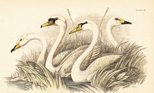 Singschwan, Höckerschwan, Zwergschwan. 1889 von Unbekannter Künstler