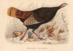 Wilder Truthahn, Meleagris gallopavo, Henne mit Küken. Handkolorierte Lithographie aus Georg Friedrich Treitschkes Galerie der Naturgeschichte, Naturhistorischer Bildersaal des Tierreiches, Leipzig
